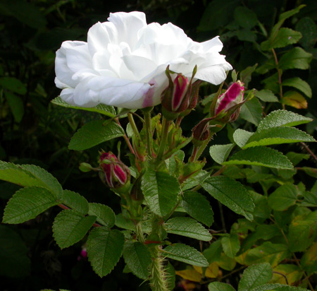 gallery_276_1271_75828.jpg
