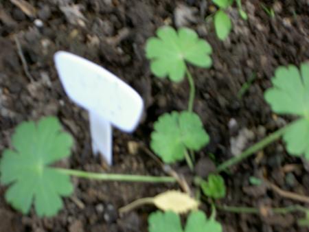 gallery_16929_2844_107146.jpg