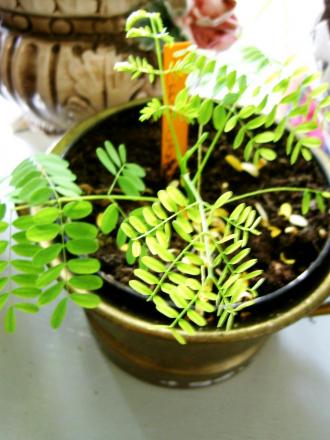 gallery_16929_2844_125785.jpg