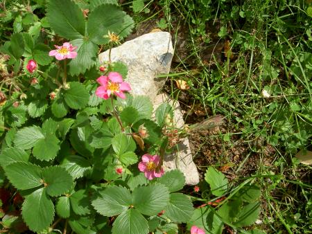 gallery_16929_2844_175278.jpg
