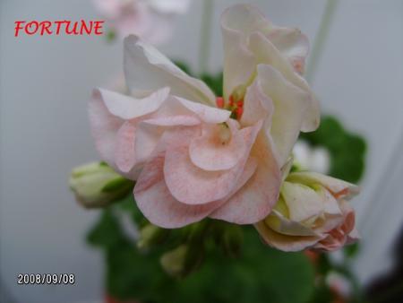 gallery_5074_2157_24139.jpg