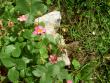 tn_gallery_16929_2844_175278.jpg