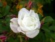 tn_gallery_276_1271_37030.jpg