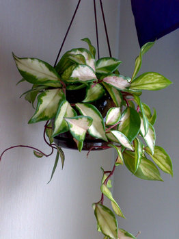 gallery_18979_2850_3824.jpg