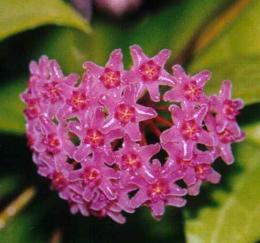 gallery_18979_2851_514.jpg