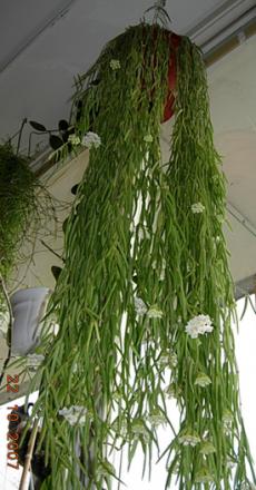 gallery_18979_2850_81648.jpg