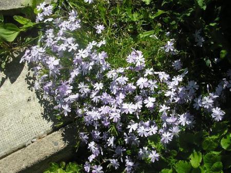 gallery_5006_2852_52636.jpg
