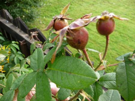 gallery_834_1711_31265.jpg