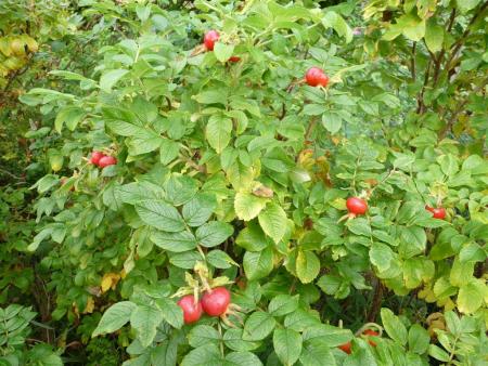 gallery_834_1711_47566.jpg