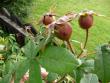 tn_gallery_834_1711_31265.jpg