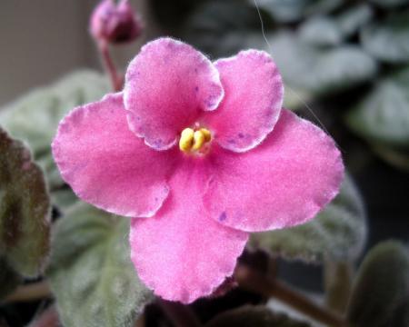 gallery_4247_1170_30715.jpg