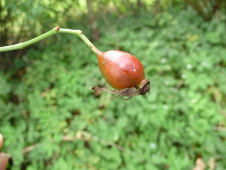 gallery_834_1711_22548.jpg