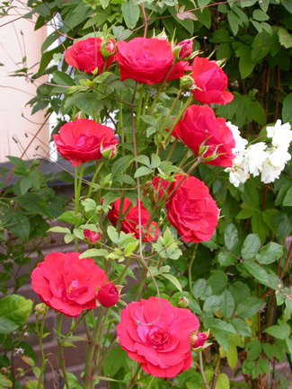 gallery_276_1646_55262.jpg