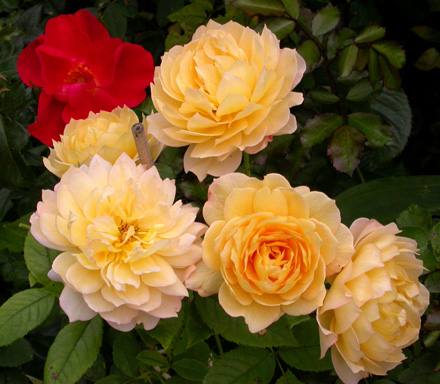 gallery_276_2660_70132.jpg