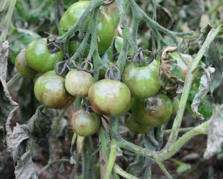 gallery_18192_2794_117801.jpg
