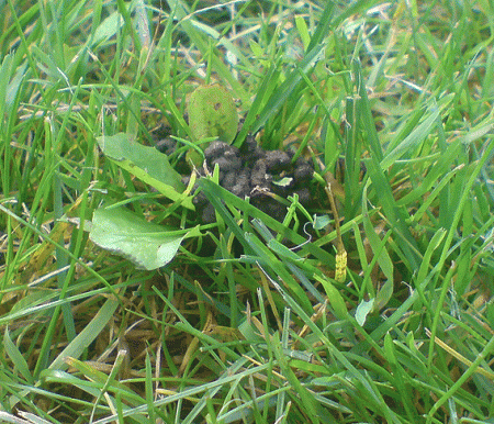 gallery_19012_2858_183997.gif