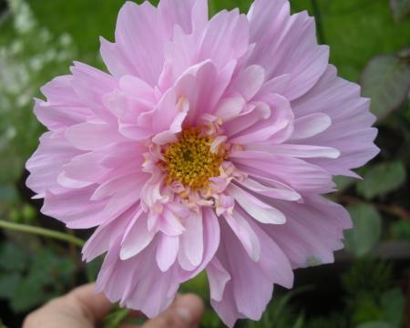gallery_4247_2819_104351.jpg