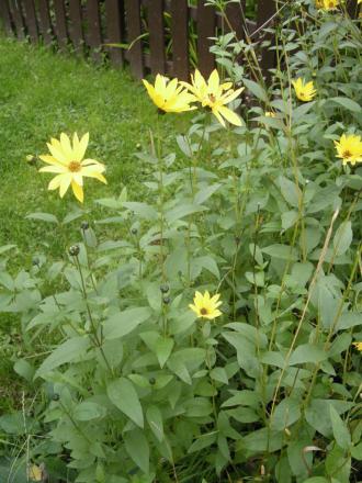 gallery_4247_2819_138012.jpg