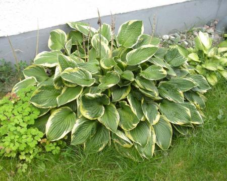 gallery_4247_2819_23914.jpg