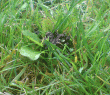 tn_gallery_19012_2858_183997.gif