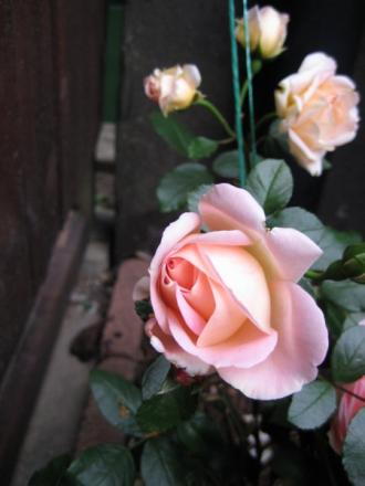gallery_12351_2448_9350.jpg