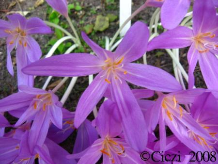 gallery_4113_1870_31433.jpg