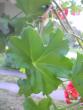 tn_gallery_5783_2273_7262.jpg