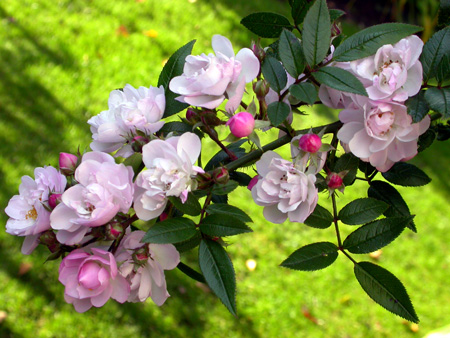 gallery_276_1250_51274.jpg