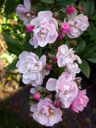 gallery_276_1250_47655.jpg