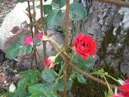 gallery_6290_2876_23457.jpg