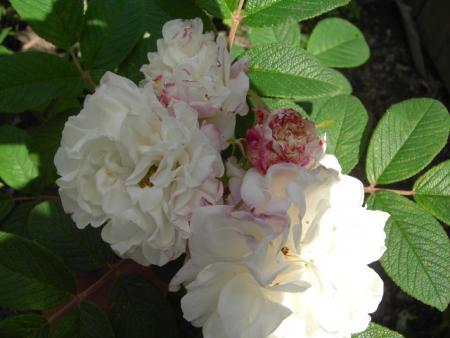 gallery_6290_2876_76141.jpg