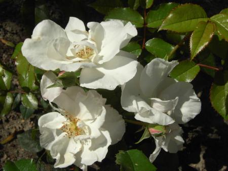 gallery_6290_2876_79271.jpg