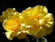 tn_gallery_276_1646_44573.jpg