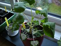 gallery_19136_2890_9051.jpg