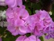 tn_gallery_19136_2890_39536.jpg