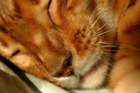 gallery_1090_960_22860.jpg