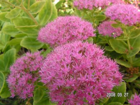 gallery_1786_2894_11583.jpg