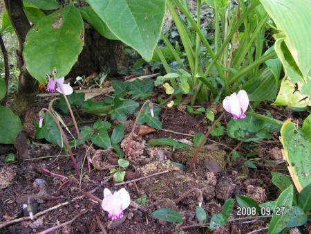 gallery_1786_2895_100308.jpg