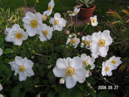 gallery_1786_2895_61321.jpg