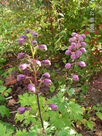 gallery_1786_2895_70215.jpg