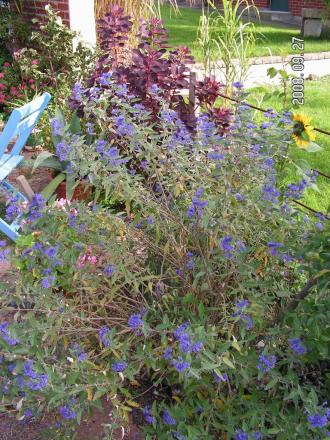 gallery_1786_2895_74350.jpg