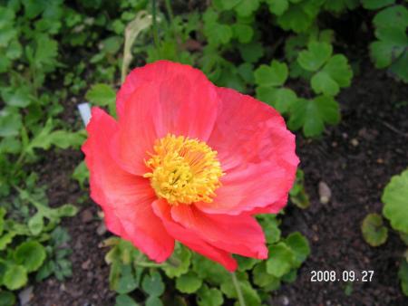 gallery_1786_2895_84901.jpg