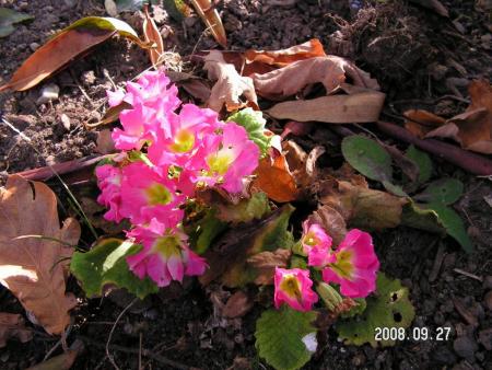 gallery_1786_2895_97856.jpg