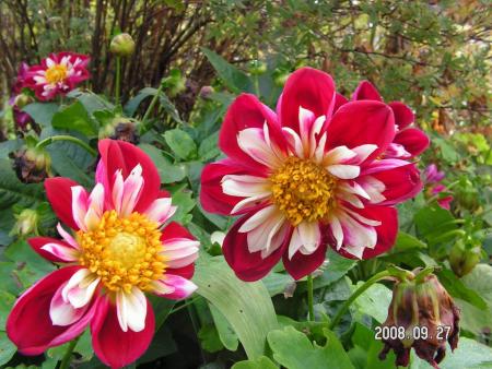 gallery_1786_950_10583.jpg