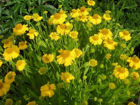 gallery_5006_2852_92610.jpg