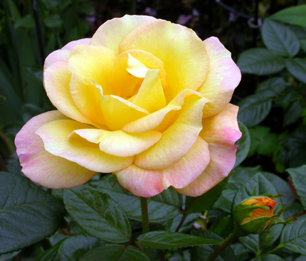 gallery_276_1646_15190.jpg