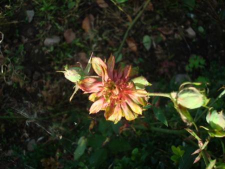gallery_12789_2317_12913.jpg