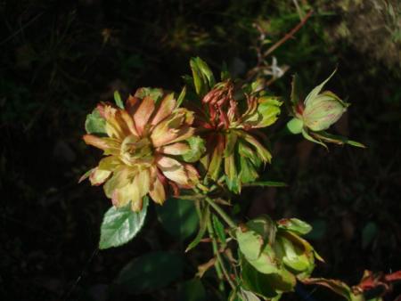 gallery_12789_2317_41906.jpg