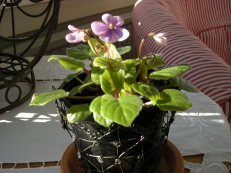 gallery_19136_2897_12963.jpg
