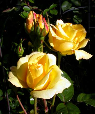 gallery_276_1646_39884.jpg